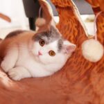 نفق لعب للقطط بتصميم جلد النمر الفاخر من PAWZ Road بطول 126 سم - الصورة 7