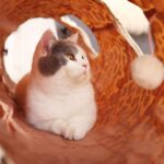 نفق لعب للقطط بتصميم جلد النمر الفاخر من PAWZ Road بطول 126 سم - الصورة 3