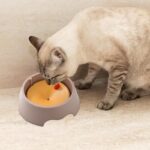 وعاء مياه ذكي للكلاب والقطط يحافظ على النظافة ويمنع الانسكاب والفوضى - الصورة 3