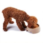 وعاء مياه ذكي للكلاب والقطط يحافظ على النظافة ويمنع الانسكاب والفوضى - الصورة 10