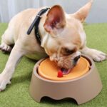 وعاء مياه ذكي للكلاب والقطط يحافظ على النظافة ويمنع الانسكاب والفوضى - الصورة 7